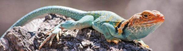An eastern collared lizard with an orange head and blue body looks to the right