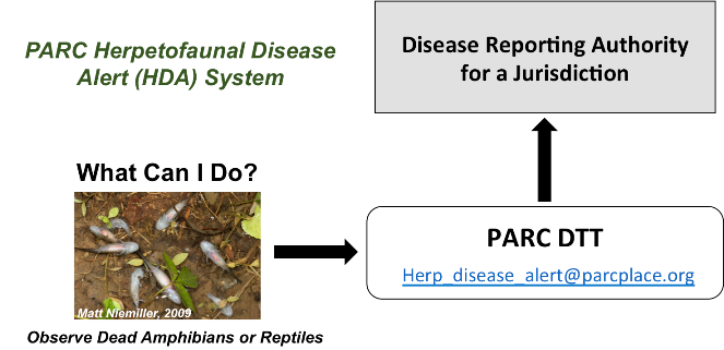 Amphibian and reptile disease alert system diagram showing a picture of dead amphibians with the text: what can I do? There is an arrow that points to the text PARC DTT with the email herp_disease_alert@parcplace.org and another arrow pointing to the disease reporting authority for jurisdiction. 