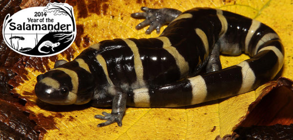 PARC 2014 Year of the Salamander