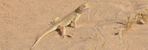 2012 Year of the Lizard