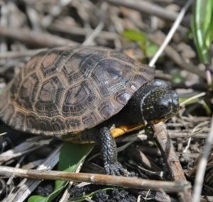 A Blandings turtle hatchling
