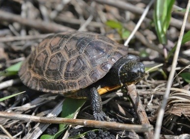 A Blandings turtle hatchling