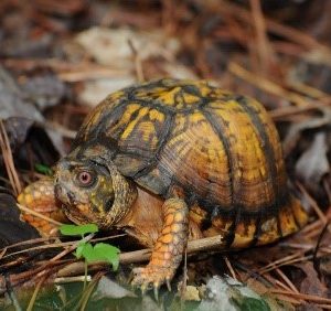 A box turtle sits on the ground with pine needles around it