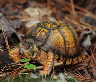 A box turtle sits on the ground with pine needles around it