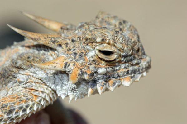 A horned lizard looks to the right. The photo is a close up of its face, and its eye is slightly closed.