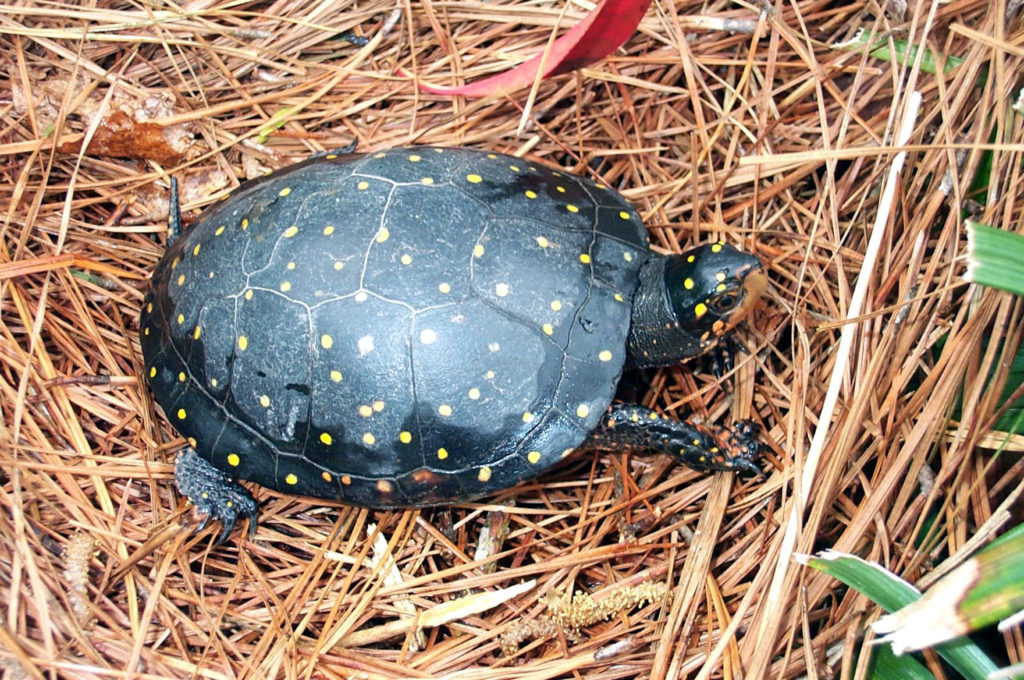 Recommended Best Management Practices for the Spotted Turtle on Department of Defense Installations