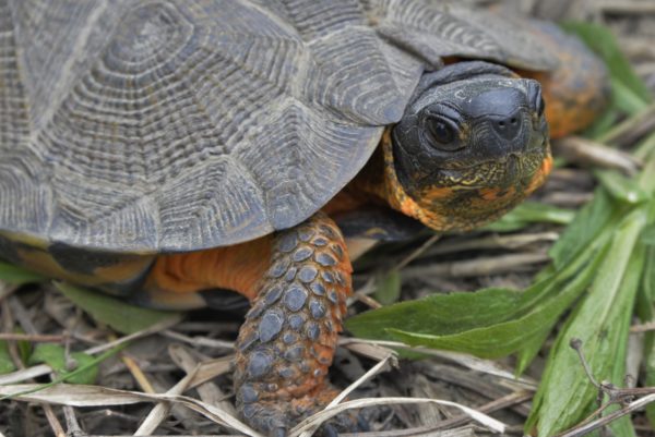 Recommended Best Management Practices for the Wood Turtle on Department of Defense Installations