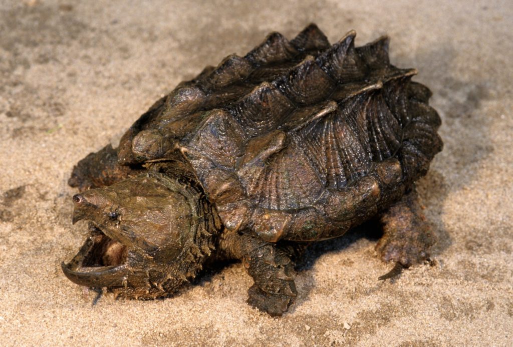 An alligator snapping turtle with its mouth agape looks to the left of the screen. It is sitting on sandy soil. 