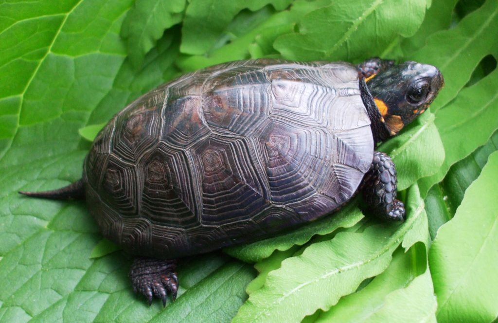 A bog turtle with its head partially in its shell looks off to the right. It is sitting on a pile of green leaves. 