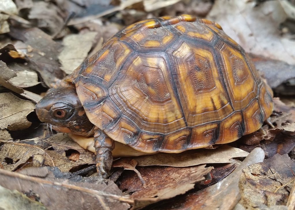 An eastern box turtle walks on top of dead leaves on the ground. 