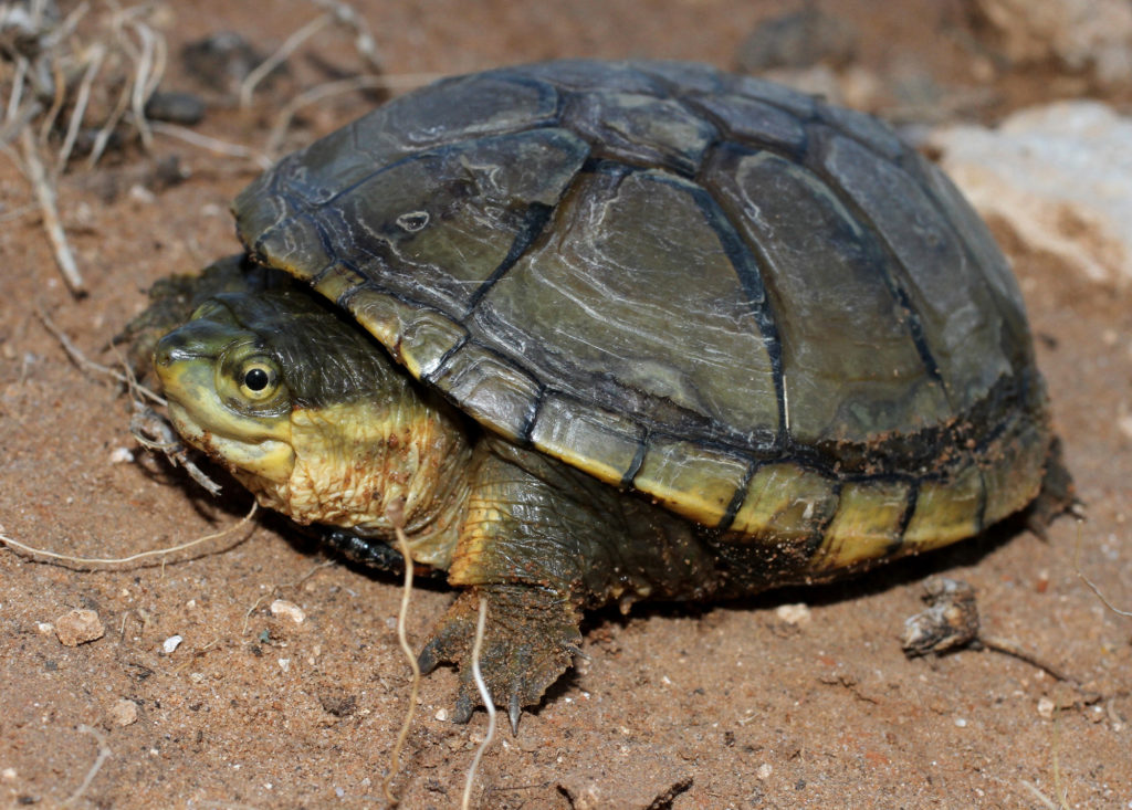 A yellow mud turtle on a sandy-mud background looks off to the left. 
