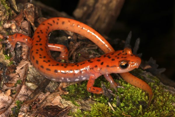 A cave salamander curled up and looking to the left on some green moss