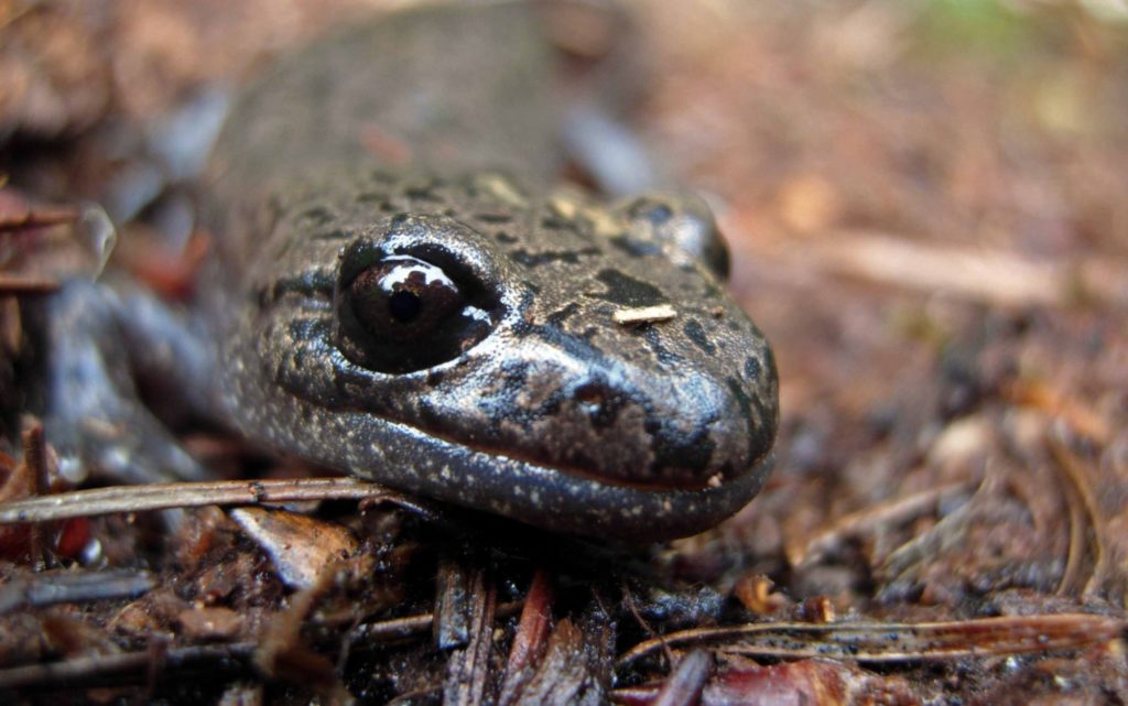 Amphibian Tweets from the Field, May 6, 2021