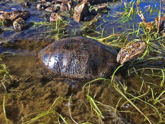 Recommended Best Management Practices for the Western Pond Turtle on Department of Defense Installations