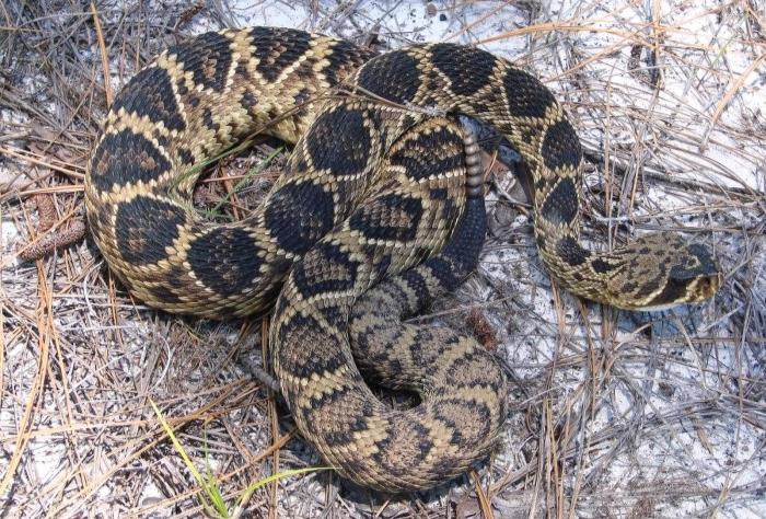Recommended Best Management Practices
for the Eastern Diamond-backed Rattlesnake
on Department of Defense Installations