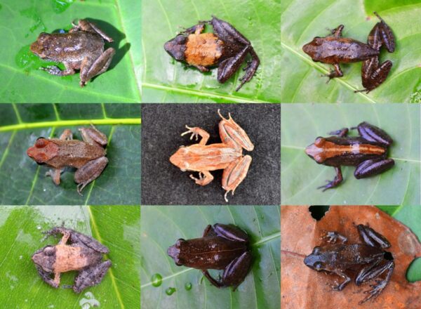A selection of frogs on leaves