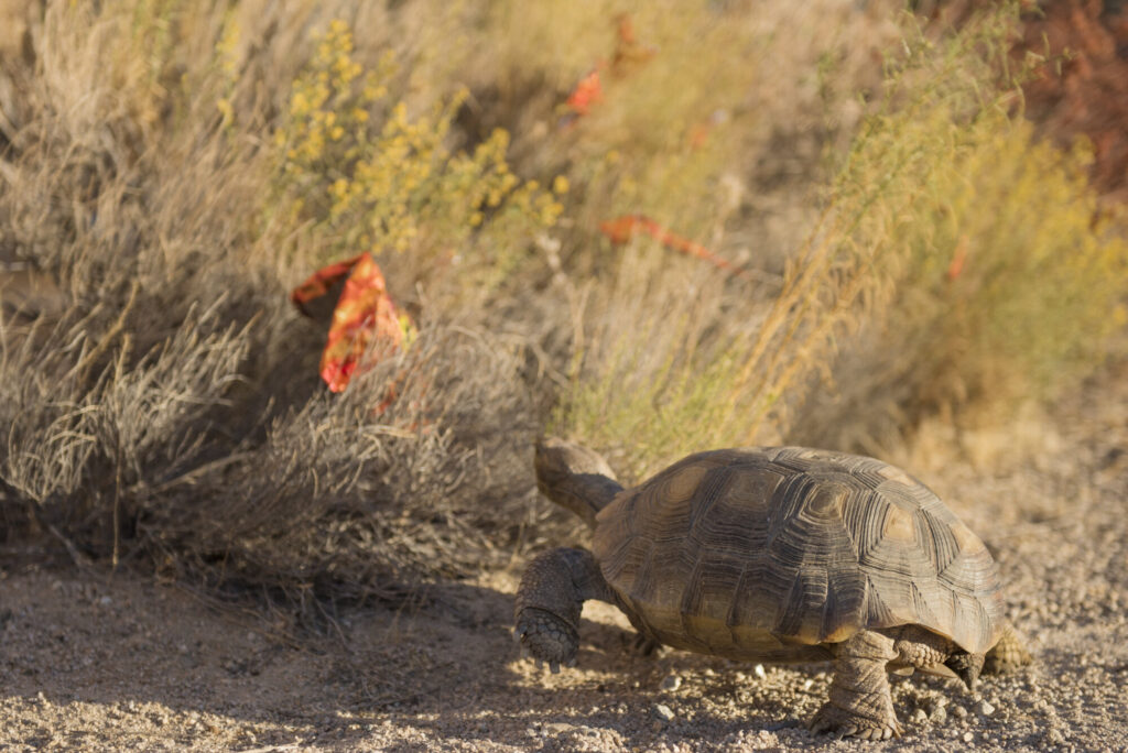 A tortoise walks across gravel towards a grassy landscape. 