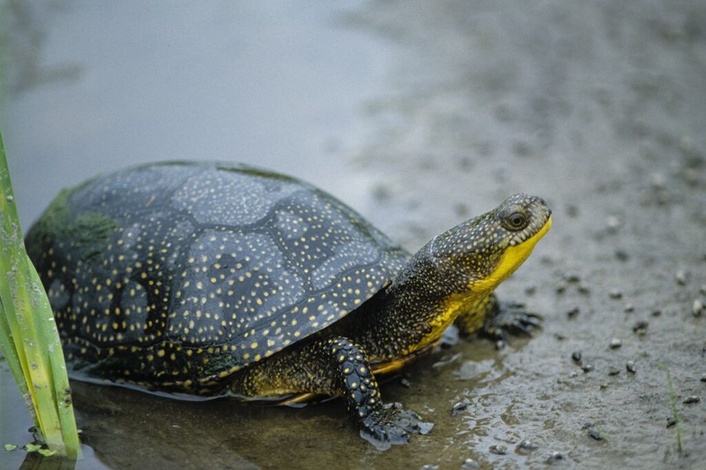 A Blanding's turtle sits at the edge of a gravelly road. 