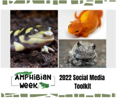 Download the Amphibian Week 2022 Social Media Toolkit