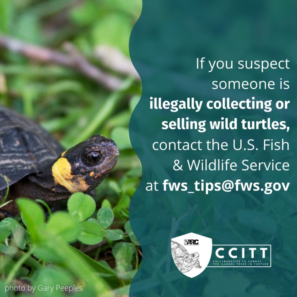White text on a blue background reads ‘Be a good turtle neighbor. There may be things you can do on your land or in your community to support turtles, like creating a backyard habitat.If you suspect someone is illegally collecting or selling wild turtles, contact the U.S. Fish & Wildlife Service at fws_tips@fws.gov’ To the left of  the text, a turtle surrounded by clovers is picturednext to a small caption of ‘photo by Gary Peeples’.