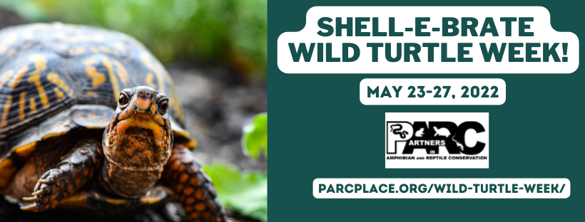 Facebook banner that says 'Shell-e-brate Wild Turtle Week!'. Below the title are the dates May 22-27, 2022, the PARC logo, and the website link to parcplace.org/wild-turtle-week/. A picture of a box turtle looking at the camera on the left of the screen is depicted.