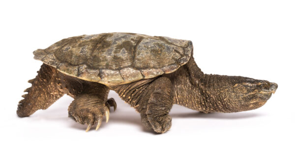 A snapping turtle on a white background is walking to the right. It has some mud on its shell.