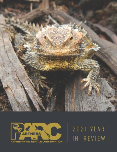 First page of Annual Report with a picture of a Horned Lizard looking a the camera and sitting on wood chips. Below it is the PARC logo and the words 2021 Year in Review.