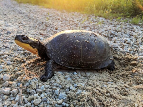A Blanding's turtle looks to the left of an image. Its eyes are closed, and it has its rear feet dug into sand as if it were digging a nest. 