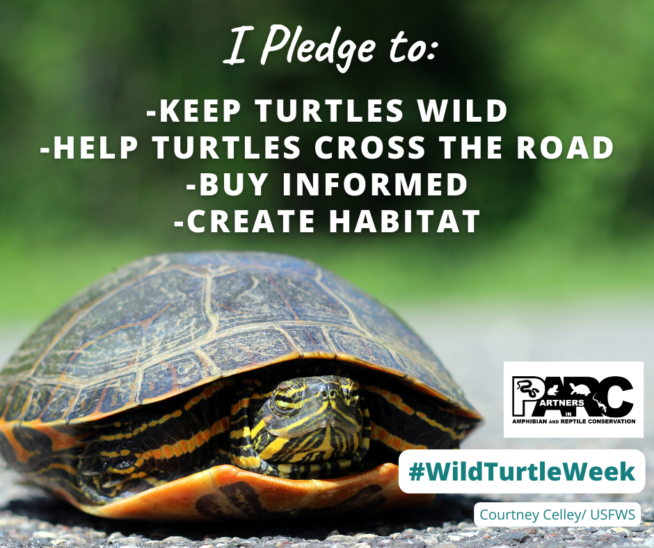At the top of the image is text that says "I Pledge to: keep turtles wild, help turtles cross the road, buy informed, and create habitat.' Below the text is the PARC logo, #WIldTurtleWeek, and a photo attribution to Courtney Celley/USFWS. A colorful western painted turtle partially in its shell is looking at the camera.