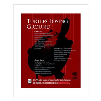 Turtles Losing Ground poster preview. A black turtle silhouette is seen sliding down a red background with the title "Turtles Losing Ground" in white text on top of the image.