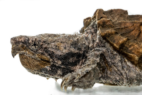 A close-up of an alligator snapping turtle face looking to the left. Its front foot is visible as well as part of its shell.