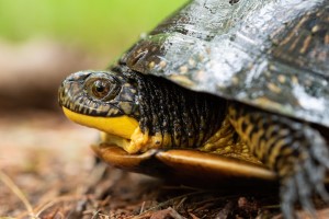 A Blanding's Turtle looks to the left. Its head is partially retracted into its shell and only the front third of the animal is visible.