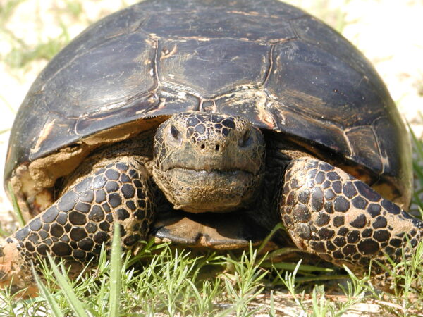 A gopher tortoise looks at the camera. Its shell is worn down, and it is in grass.