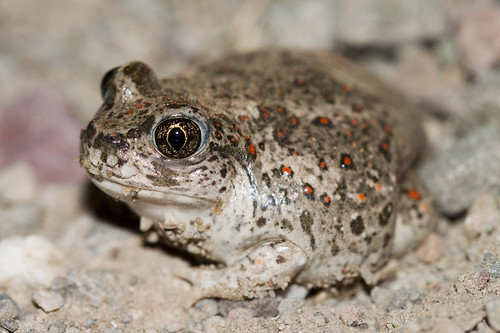 Western Spadefoot toad looking to the left and sitting in sand