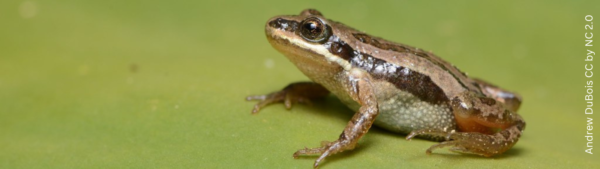 Boreal Chorus Frog (Pseudacris maculata) from Jackson County, Colorado, USA.