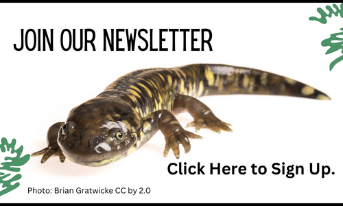 Button with text that says "Join Our Newsletter" above a picture of a tiger salamander on a white background. There are green squiggles in the top right corner and bottom left corner of the image. The text below says "Click Here to Sign Up. and Photo by Brian Gratwicke CC by 2.0".
