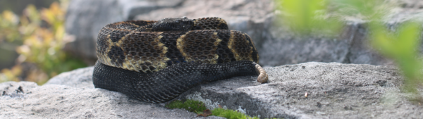 A dark phase timber rattlesnake is coiled up on a rock with moss. Another rock and vegetation can be seen in the background.