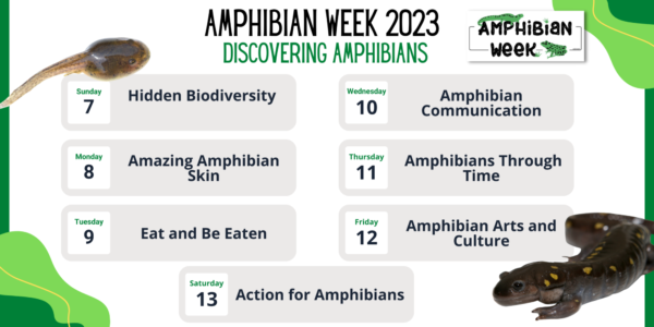 Graphic is titled "Amphibian Week 2023: Discovering Amphibians." To the right of the title is the Amphibian Week logo. Below the tile are 7 gray blocks, each with a day of the week and date and a theme. The themes are: Sunday 7- Hidden Biodiversity; Monday 8- Amazing Amphibian Skin; Tuesday 9- Eat and Be Eaten; Wednesday 10- Amphibian Communication; Thursday 11- Amphibians Through Time; Friday 12- Amphibian Arts and Culture; Saturday 13- Action for Amphibians. 