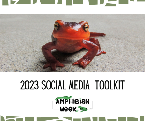 Graphic with green, irregular boxes framing the top and bottom of the image. The background is white. In the middle is a red colored newt looking straight at the camera on a concrete surface. Below the newt is the title '2023 Social Media Toolkit' with the Amphibian Week logo under it.