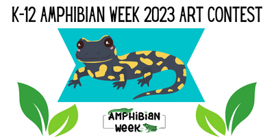 Graphic on a white background with the title 'K-12 Amphibian Week 2023 Art Contest.' A spotted salamander cartoon sits on top of a teal background. Below the salamander there are green leaves framing each side of the graphic and the Amphibian Week link in the middle.