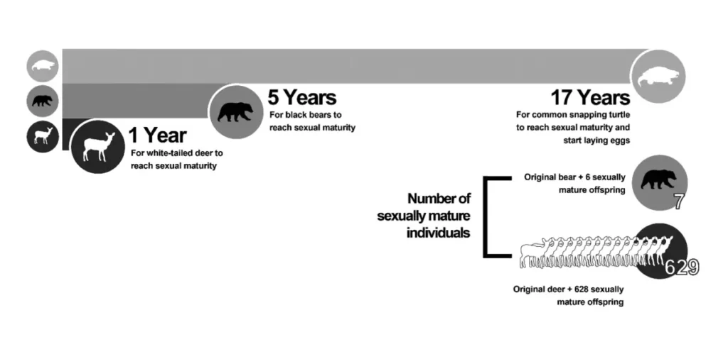 Comparison of reproductive output between white-tailed deer, black bear, and common snapping turtle. The snapping turtle becomes reproductively mature at 17 years of age, by which time a black bear may have produced seven and a white-tailed deer 629 reproductively mature offspring (not including mortality). Data source: Modified from Ron Brooks, Ontario Multi-Species of Turtles At Risk Recovery Team, as included in CoP16 Prop.38 pg20