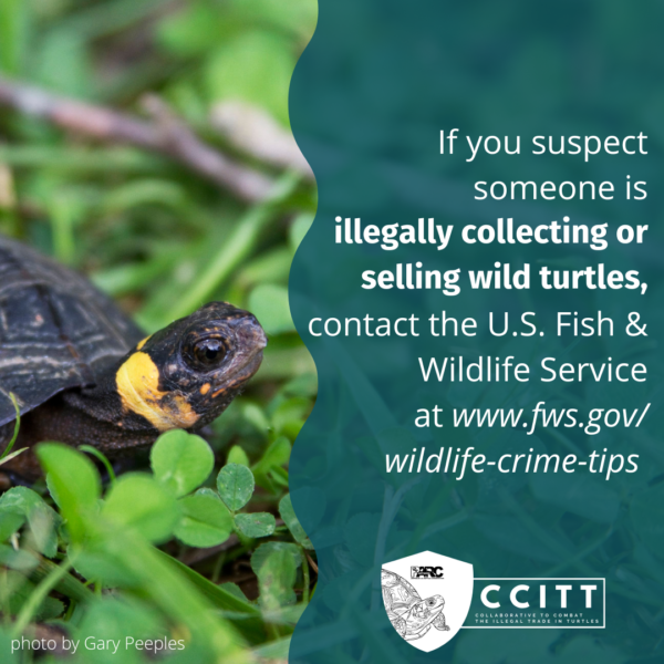 White text on a blue background reads ‘Be a good turtle neighbor. There may be things you can do on your land or in your community to support turtles, like creating a backyard habitat. If you suspect someone is illegally collecting or selling wild turtles, contact the U.S. Fish & Wildlife Service at www.fws.gov/wildlife-crime-tips. To the left of the text, a turtle surrounded by clovers is pictured next to a small caption of ‘photo by Gary Peeples’.