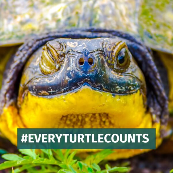Close up of a Blanding's turtle face looking at the camera with one eye closed. In white text surrounded by teal background is the phrase #Everyturtlecounts