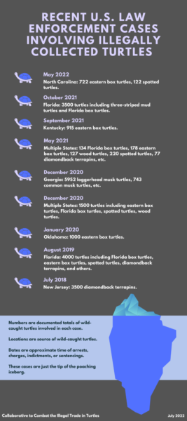 Infographic titled Recent US Law Enforcement Cases Involving Illegally Collected Turtles. An iceberg with the tip showing is depicted below the list of 9 cases.