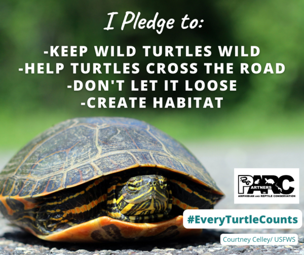 At the top of the image is text that says "I Pledge to: keep wild turtles wild, help turtles cross the road, don't let it loose, and create habitat.' Below the text is the PARC logo, #WIldTurtleWeek, and a photo attribution to Courtney Celley/USFWS. A colorful western painted turtle partially in its shell is looking at the camera.