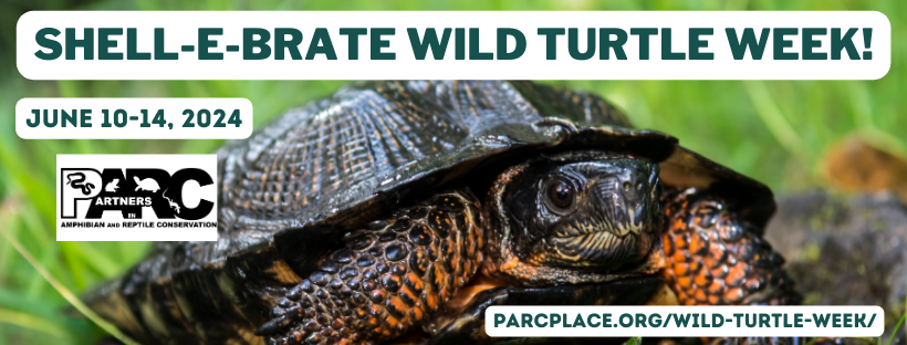 Facebook banner that says 'Shell-e-brate Wild Turtle Week!'. Below the title are the dates June 10-14, 2024, the PARC logo, and the website link to parcplace.org/wild-turtle-week/. A picture of a wood turtle looking at the camera on the right of the screen is depicted.