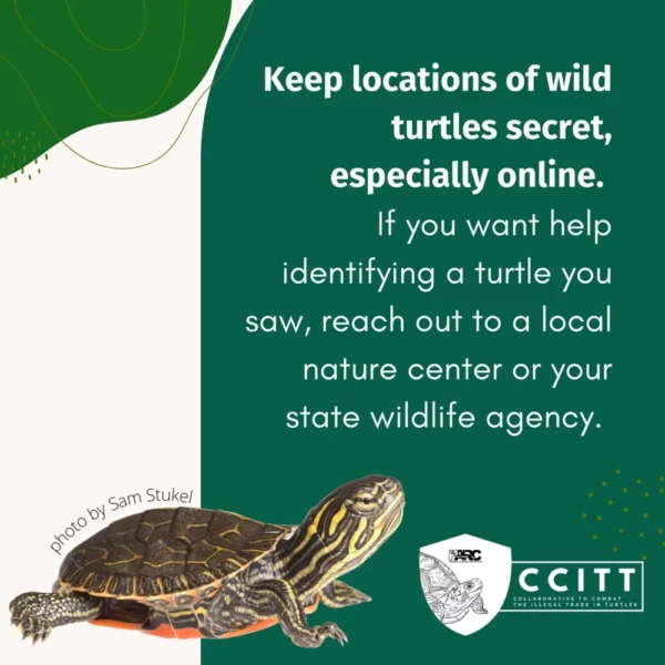 White text on a green background reads, ‘Keep locations of wild turtles secret, especially online. If you want help identifying a turtle you saw, reach out to a local nature center or your state wildlife agency.’ At the bottom left corner, a turtle hatchling is pictured, next to a small caption of ‘photo by Sam Stukel’.