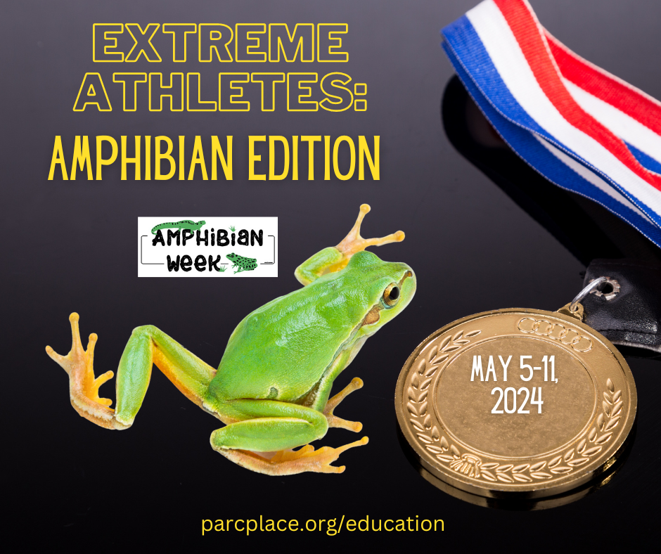 A dark background has yellow text overtop it saying : Extreme Athletes: Amphibian Edition. Below it is the Amphibian Week logo and a treefrog looking to the right at a gold medal. Inside the medal is the text: May 5-11, 2024. At the bottom of the graphic is the text parcplace.org/education 