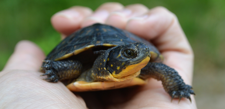 Protected: Midwest Turtle Workshop: Enhancing Partnerships to Combat ...