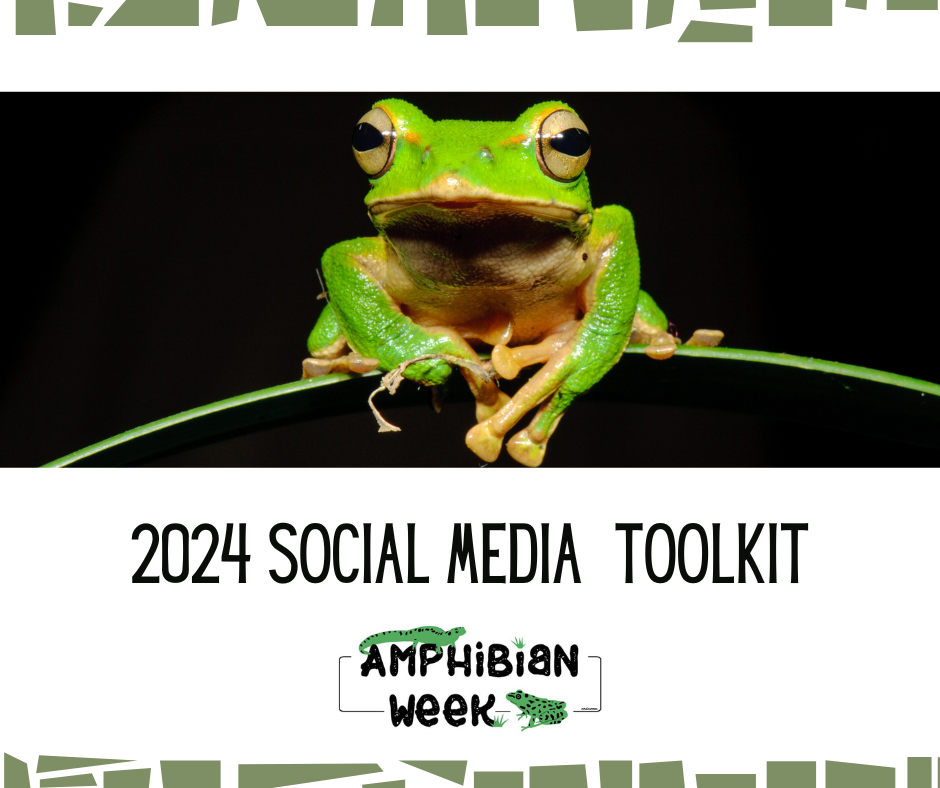 Graphic with light green blocky border on top and bottom. A green frog with large eyes and toe pads stares straight ahead. It sits on a blade of grass. Below it is the text "2024 Social Media Toolkit" and then the Amphibian Week logo. 